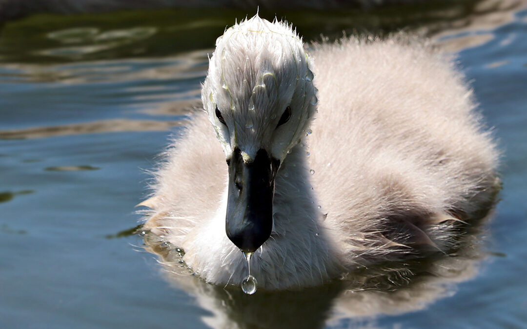 There once was an Ugly Duckling…